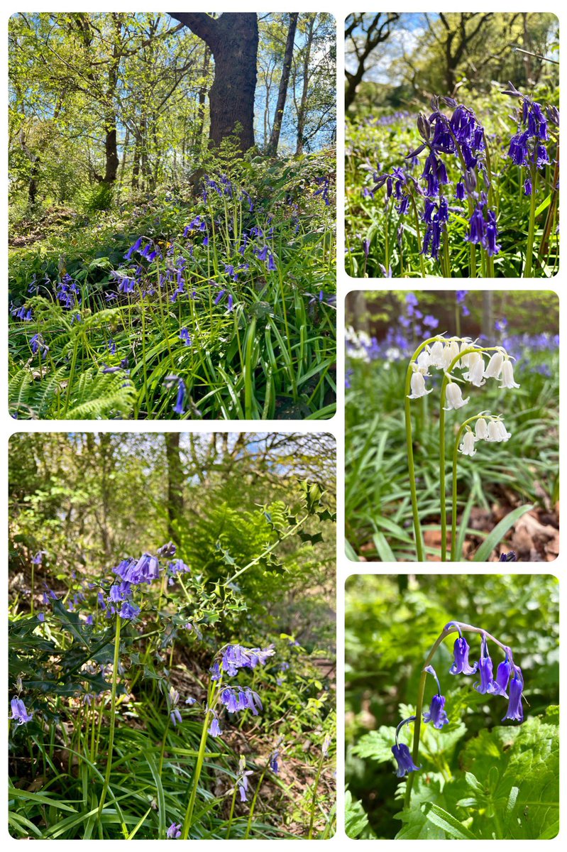 Is there anything more joyful than a Bluebell. It was blissful to spend time amongst them today, the scent was just heavenly 💙 #wildflowerhour