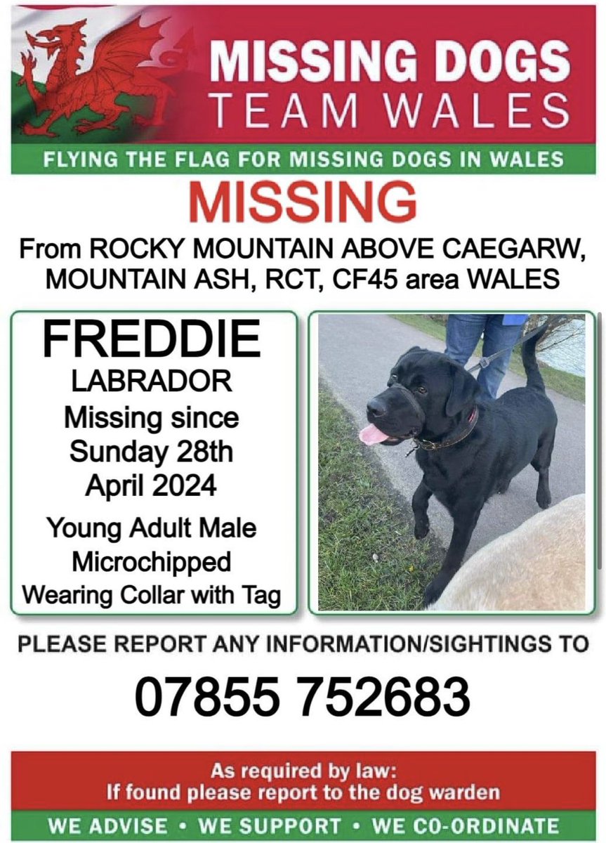 ❗❗FREDDIE, MISSING From #ROCKYMOUNTAIN ABOVE #CAEGARW, #MOUNTAINASH, #RCT, #CF45 area #WALES ❗
❗SINCE SUNDAY 28th APRIL 2024.
❗PLEASE LOOK OUT FOR FREDDIE AND CALL NUMBER WITH ANY SIGHTING/INFORMATION ❗