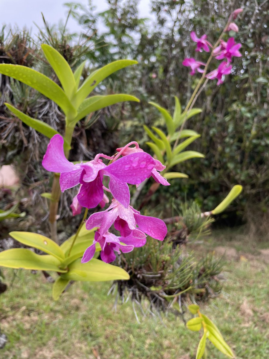 #FlowerReport  orchids - displaying most diversity of any flowering plant on earth  
#Hilo #Hawaii #orchids #orchidisland