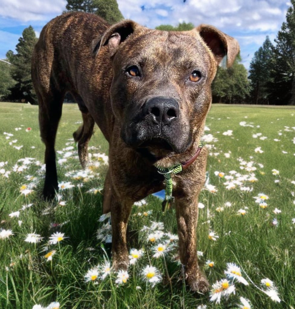 🆘⚠️I am ADAM #A366707 and I am here to say goodbye. This is my last day, TOMORROW 4/29 a💉is waiting for me #Corpuschristi TX AC I am friendly, just scared by loud noises and fast movements 😢 HW- I can be your BFF for life, but hurry to #pledge 4 me. My time is running out💔