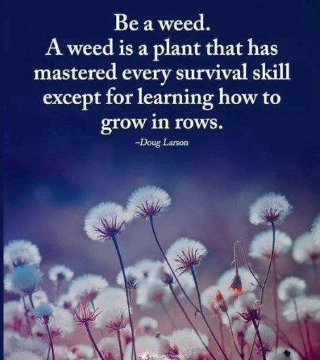 #WeedsWednesday Be a Weed! ~jme
#2cMasterGardeners #WeedStrong