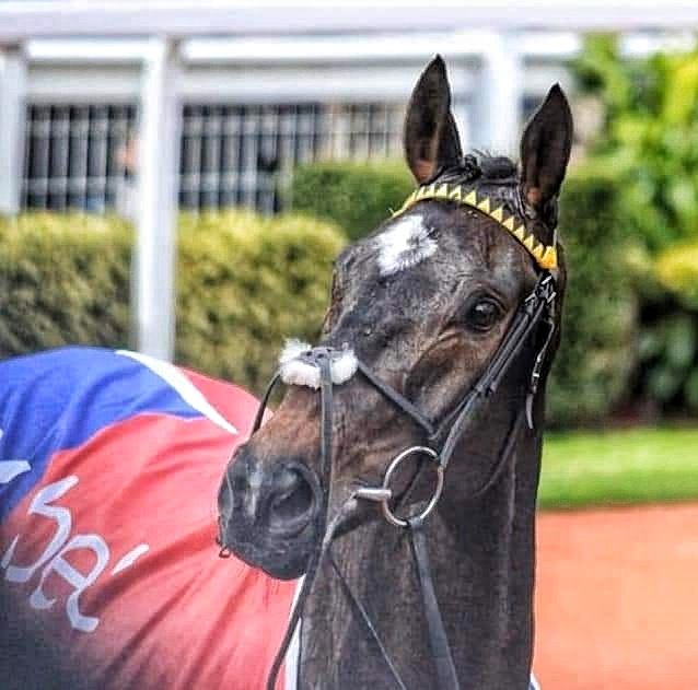 Racing life is just too sad at the moment, the loss of Shishkin is so painful after we all lost Elixir De Nutz yesterday 💔 RIP Shishkin, condolences to all those connected who loved him.
