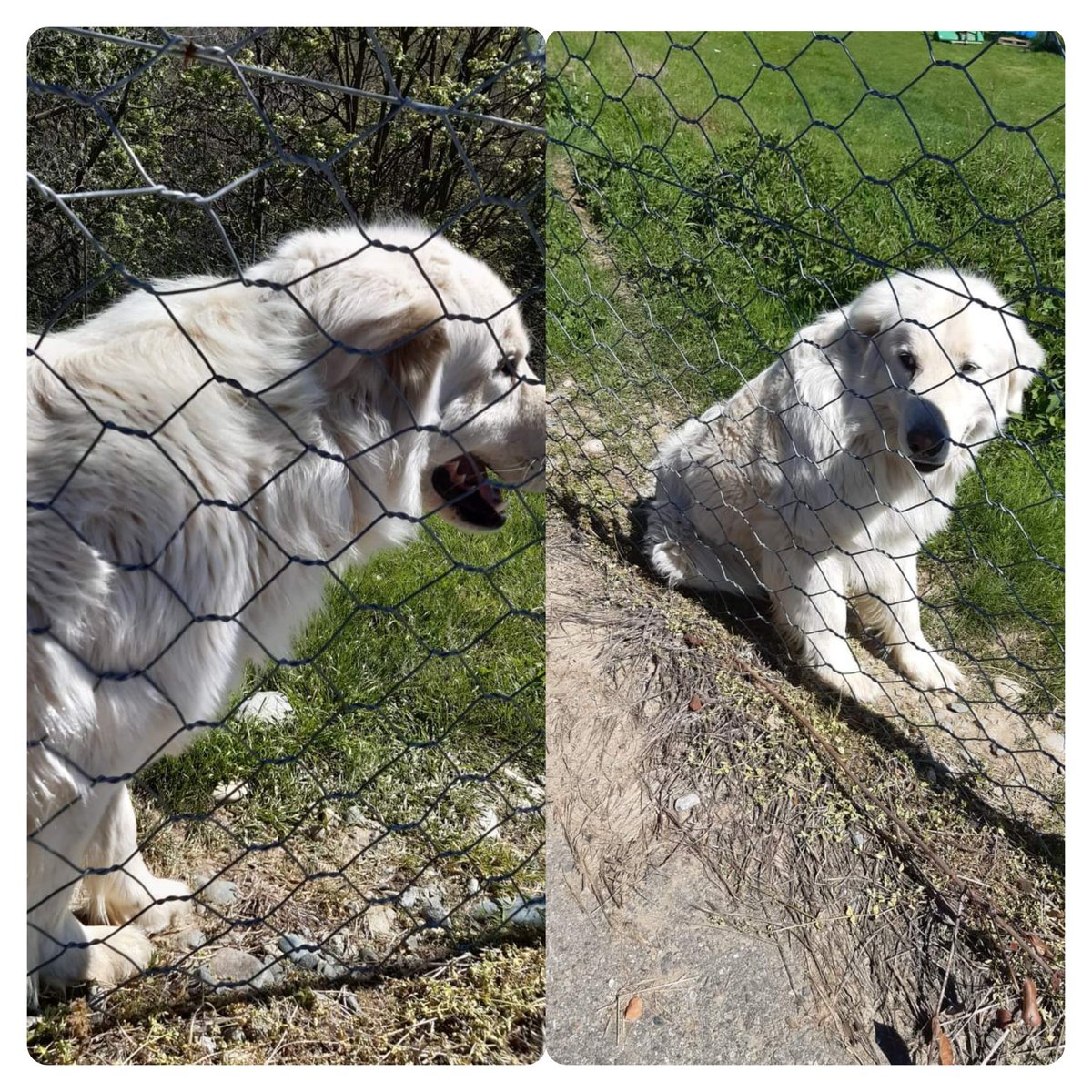 RINUNCIA DI PROPIETA 😤😓 MASCHIO DUE ANNI SANO VACCINATO VIVEVA CON DUE BAMBINI . BUONISSIMO . SI TROVA NEL BIELLESE . PER ORA IN STALLO MA PER POCO TEMPO. CERCA UNA CASA CON GIARDINO . ADATTO A FAMIGLIE DISPOSTE A FARLO GIOCARE ADORA I BAMBINI . SE INTERESSATI CARLA 3389792227