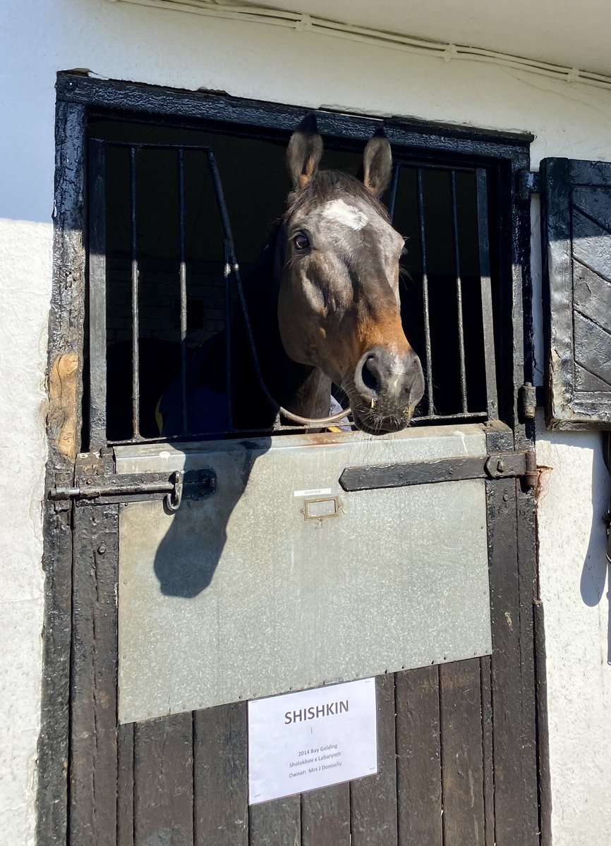 Shishkin at Lambourn open day in 2023. So alert, watching everything.