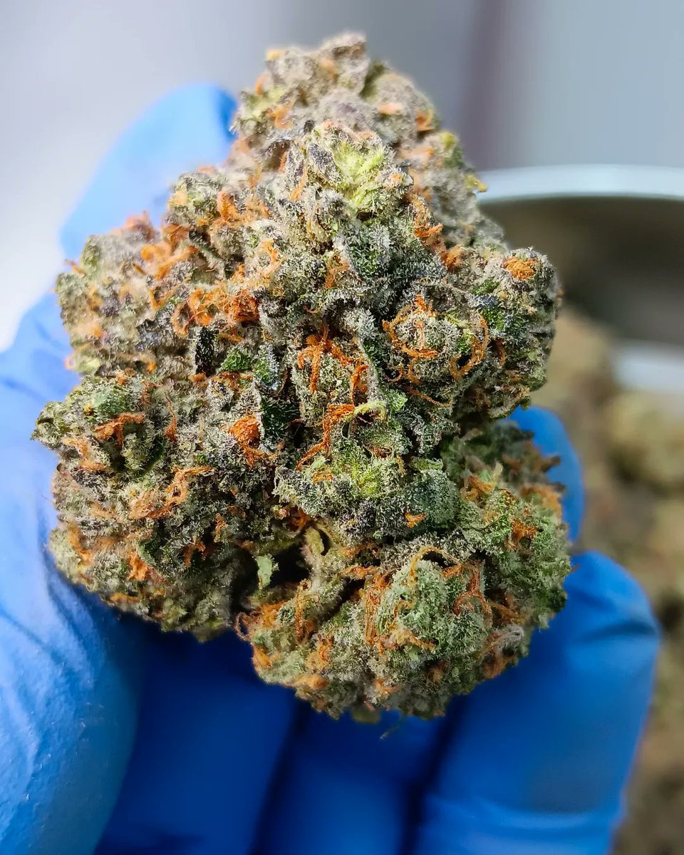 HempConnectKnox's tweet photo. This Gary Payton is out of this world ๐๐ฅ๐
#THCA #THC #CANNABIS #CannabisCommunity #HEMP #LEGALCANNABIS #LEGALTHC https://t.co/CdfUTwlje0