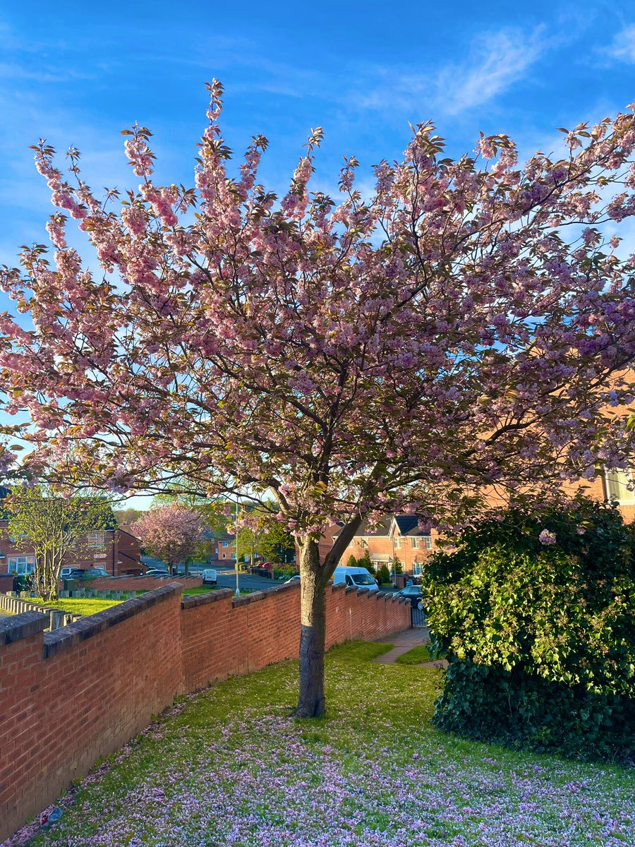 Gipton in Bloom 🌸