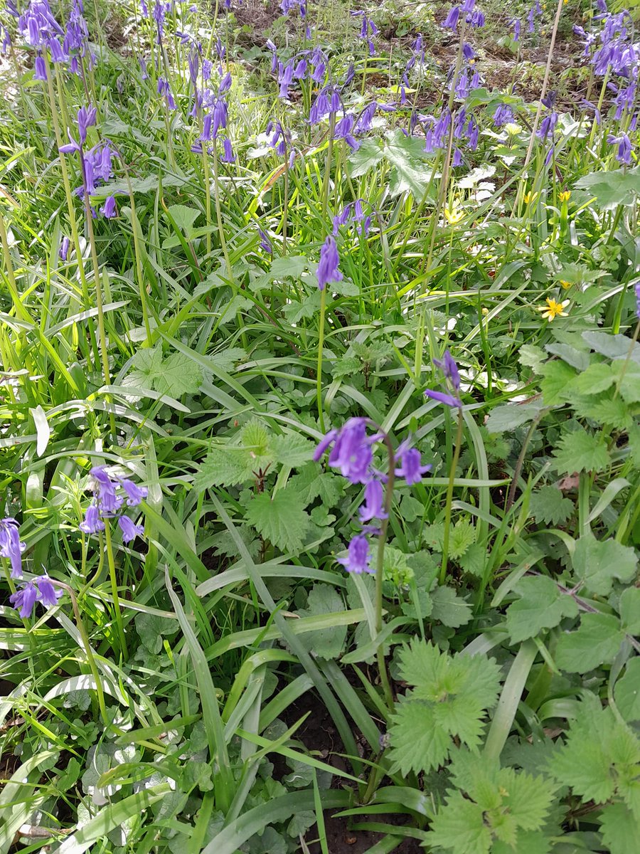 Bluebells are showing well in the meadows just now, but if you want to see a more splendid display, there are still some places on next Sunday's Bluebell Walk to Sallow Coppice. You can book your place on our shiny new website shropshirehillsdiscoverycentre.co.uk