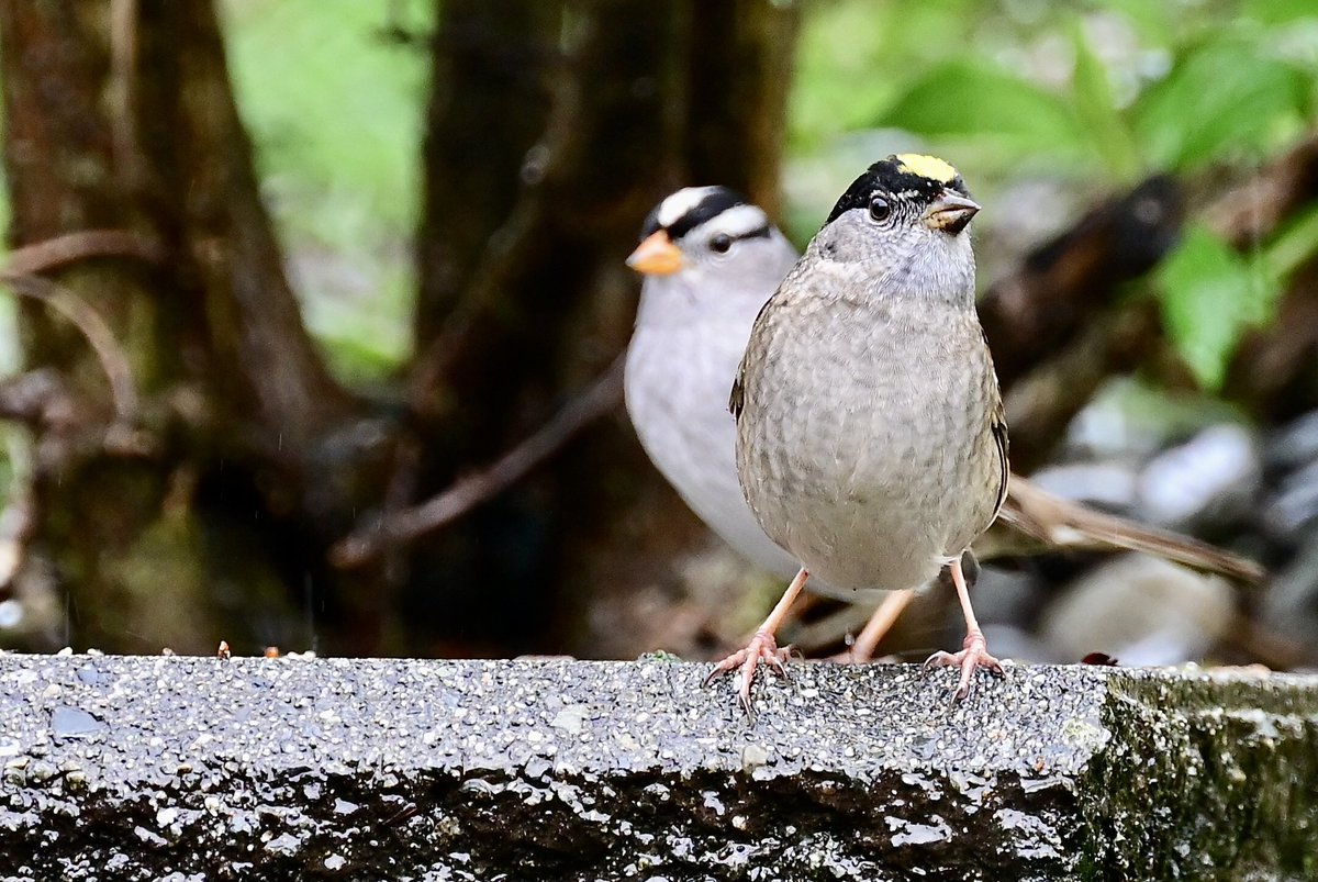 The #backyard is very busy this #SparrowSunday morning. Here is a Golden-crowned and White-crowned Sparrow. 💛🤍 #TwitterNatureCommunity #TwitterNaturePhotography #birdphotography #BirdsOfTwitter #wildlifephotography #NaturePhotography #backyardbirding