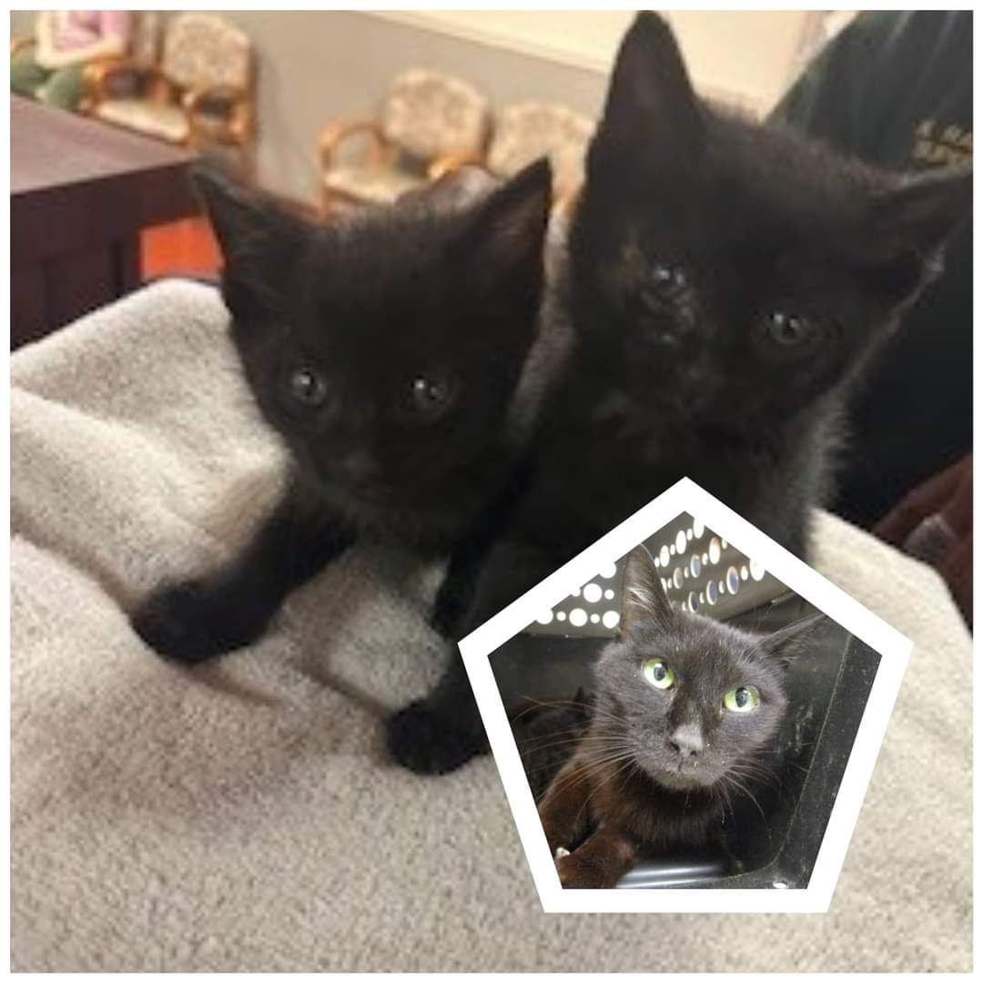 ❤️RESCUE AND PLEDGES NEEDED ❤️ Mom and Two 4 wk old Babies Need our Help! Please Share and Pledge to help them find Rescue and cover their vetting expenses 🙏 *Goal $300 (100 each) Mom id# 657189 Kittens id# 657190-191 #Marietta #GA #Cobb facebook.com/share/p/GjgMCF…