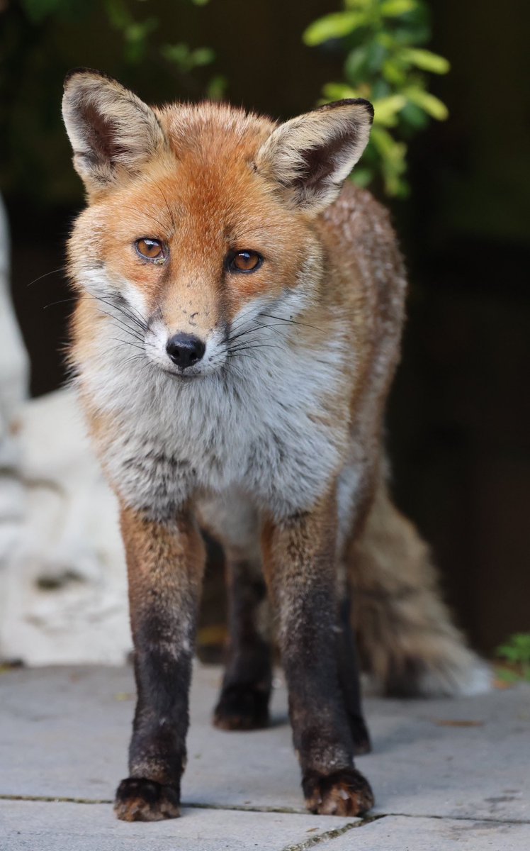 Urban Fox out doing the rounds #Fox #foxes #FoxOfTheDay #foxlovers #foxinmygarden #TwitterNatureCommunity #redfox #urbanfox #WildlifeFrontGarden #wildlifephotography #TwitterNaturePhotography