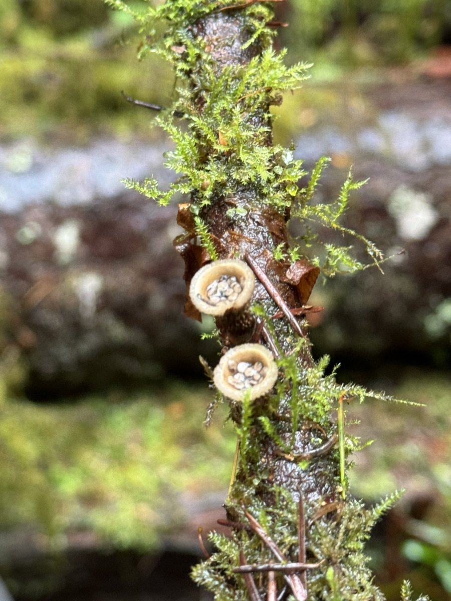 Bird’s nest fungi! 🍄🇨🇦