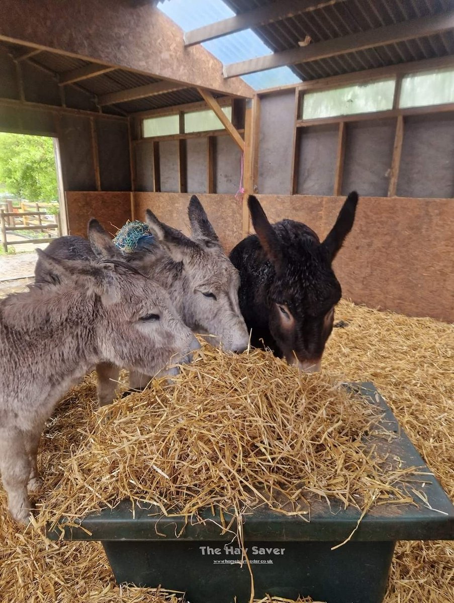 Yes donkeys hate the rain as well. But they are all tucked up inside their barn. Come and see them. We are open Tuesday to Sunday 10am to 3pm. No admission charge. #hopepastures #leeds #rescuedonkeys #donkeysanctuary