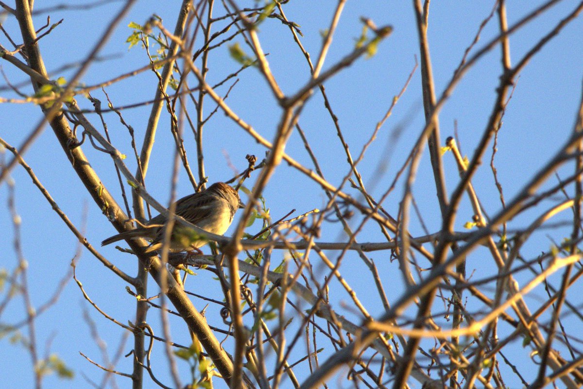 #SparrowSunday