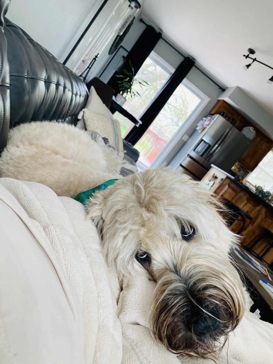 How do you like my puppy eyes? 👀 
#dogoftheday #wheatenterrier #dogs #dogsofttiktok #dogsoftiktokviral  #dogsofinstagram #dogsofx