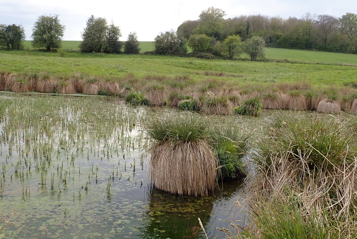 Gaddesden Meadows, Herts. Mare's-tail (Hippuris vulgaris) sends shoots skywards. An emerging algal bloom is found to be Spirogyra with its helical chain of chloroplasts throwing out bubbles of oxygen. The mythical-looking Greater Tussock-sedge (C. paniculata) was flowering.