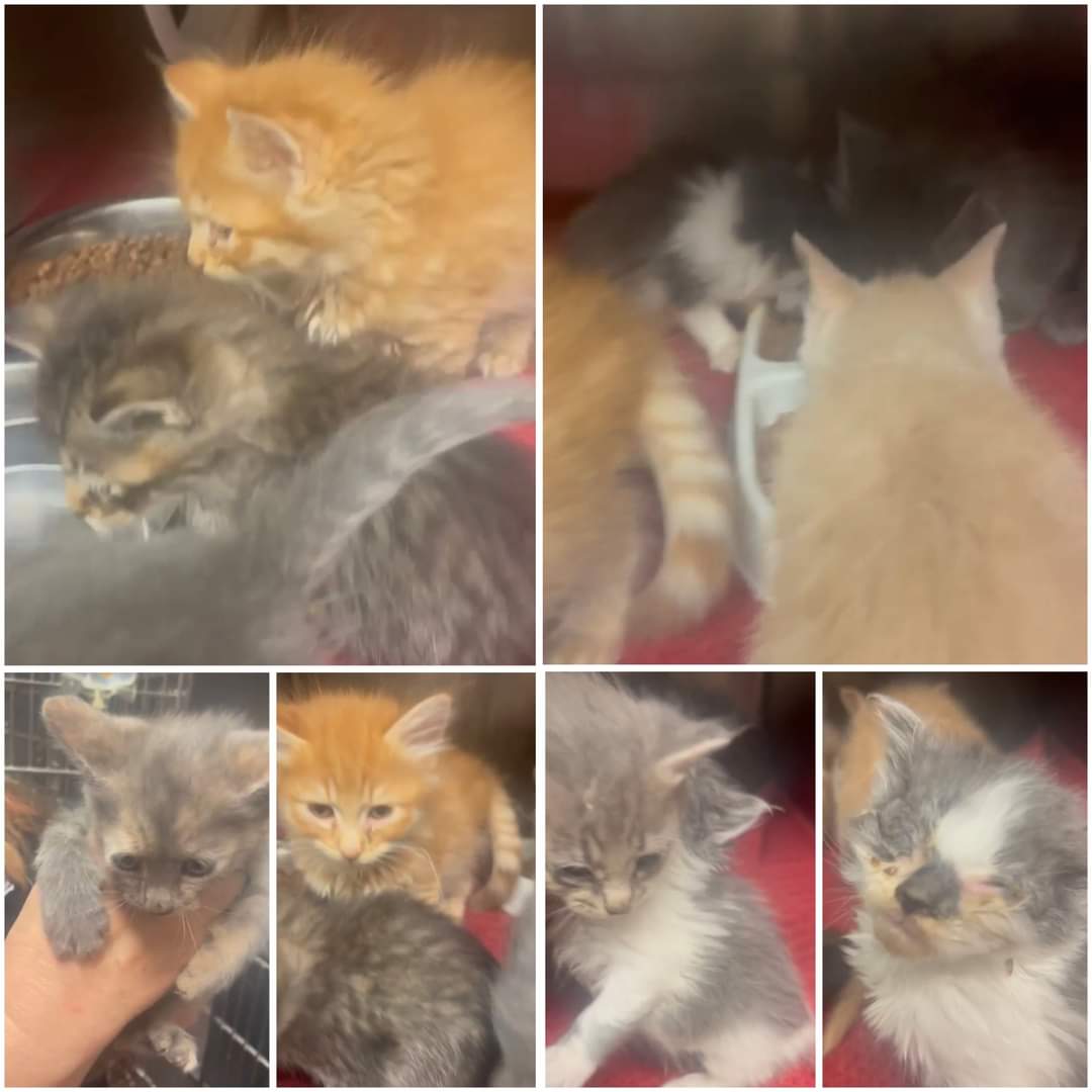 💓RESCUE AND PLEDGES NEEDED💓 8 little siblings need our help! Please pledge for them to help them find Rescue and cover their vetting expenses. Please help if you can 🙏 IDs #Marietta #GA #Cobb facebook.com/share/p/UCQMnu…