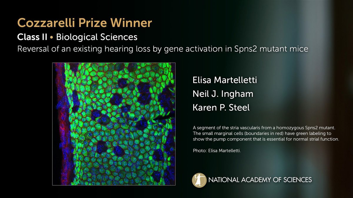 Congratulations to the Cozzarelli Prize-winning paper of Class II, 'Reversal of an existing hearing loss by gene activation in Spns2 mutant mice.' #NAS161 #NASaward #genetics #biology @PNASNews 

Read the paper here: ow.ly/qFM950RqebE