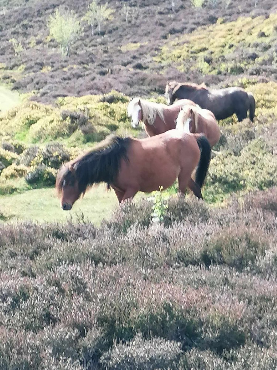 Shirley Harrison out in her Carneddau Ponies today #hoddie #snood #poloshirt thank you for your support. Click on the link to view our merchandise topmarkuniforms.co.uk/collections/me…