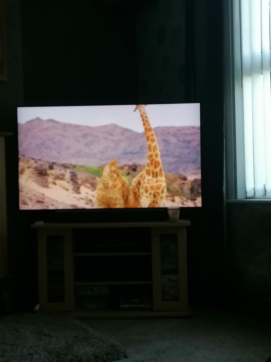 cherlaat's tweet photo. How are these guys not getting whiplash?? #mammals https://t.co/z7EhO6Tiyg