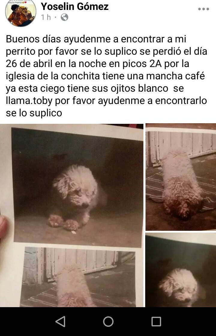 TOBY SE PERDIÓ Y SU FAMILIA LO BUSCA Se perdió por Picos 2A Inf: 5570897561 y 5574628192 o 5516833220