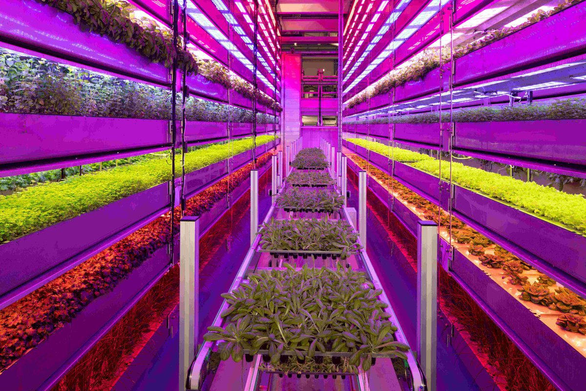 Iraq discusses vertical farming with Vertical Future 🌱

Read more: iraqinews.com/iraq/iraqi-gov…