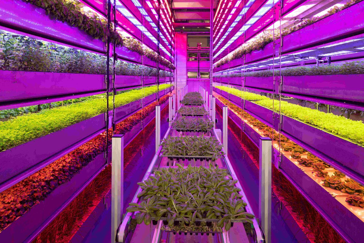 Iraq discusses vertical farming with Vertical Future 🌱 Read more: iraqinews.com/iraq/iraqi-gov…