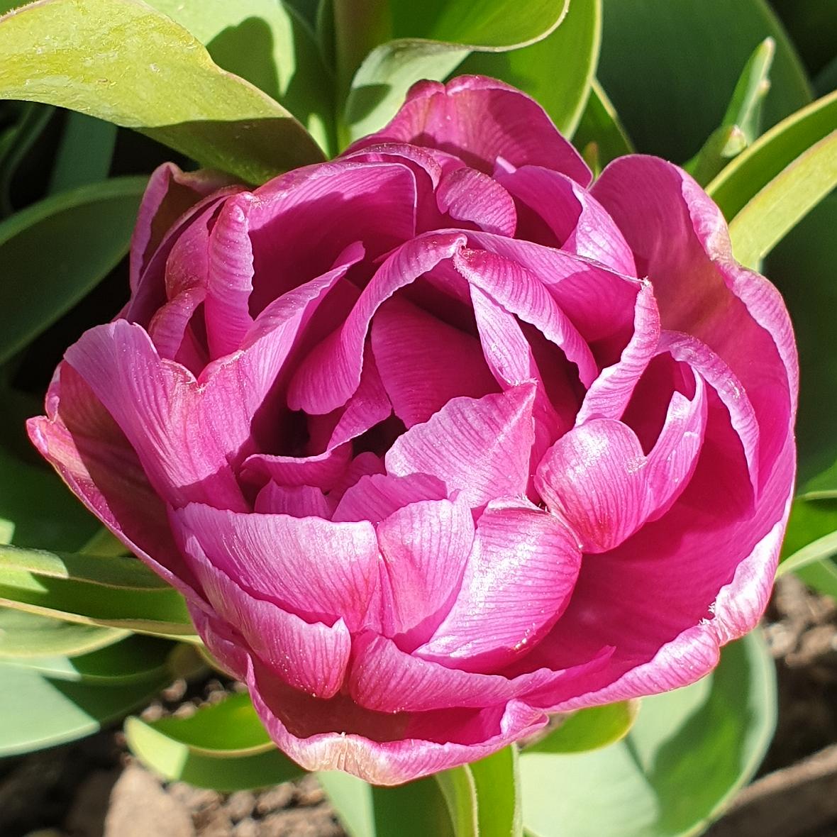 Good morning all, Happy Monday👏
Stay safe, have a Great Day and keep smiling, 😊
My flower for today is a Double Tulip.
#MagentaMonday #GardeningTwitter #Flowers