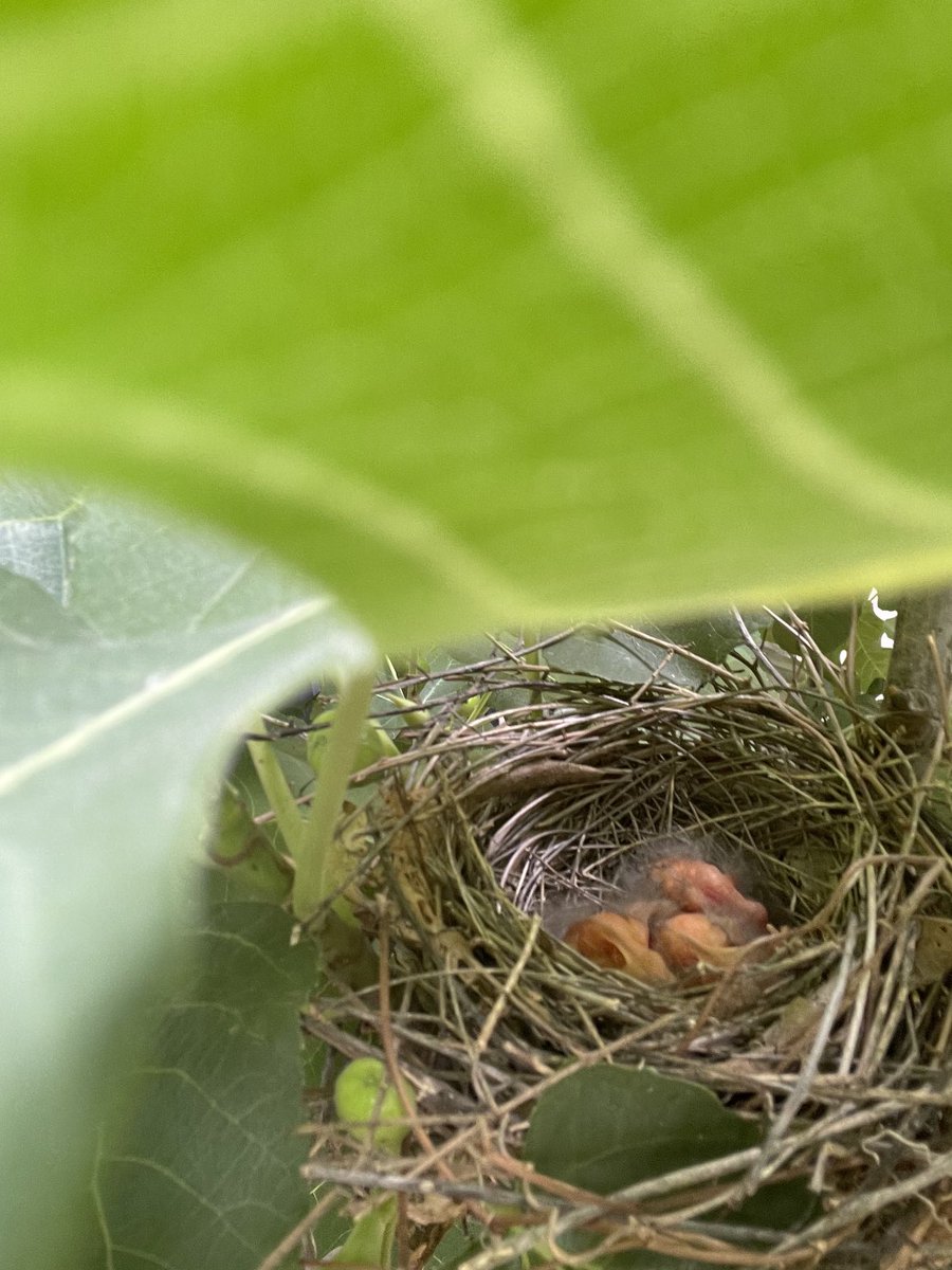 The Northern cardinal eggs in the nest 🪺 on our porch hatched today 💕💕 Mom and babies well. Dad seems confused.⁦@courtneyellis⁩