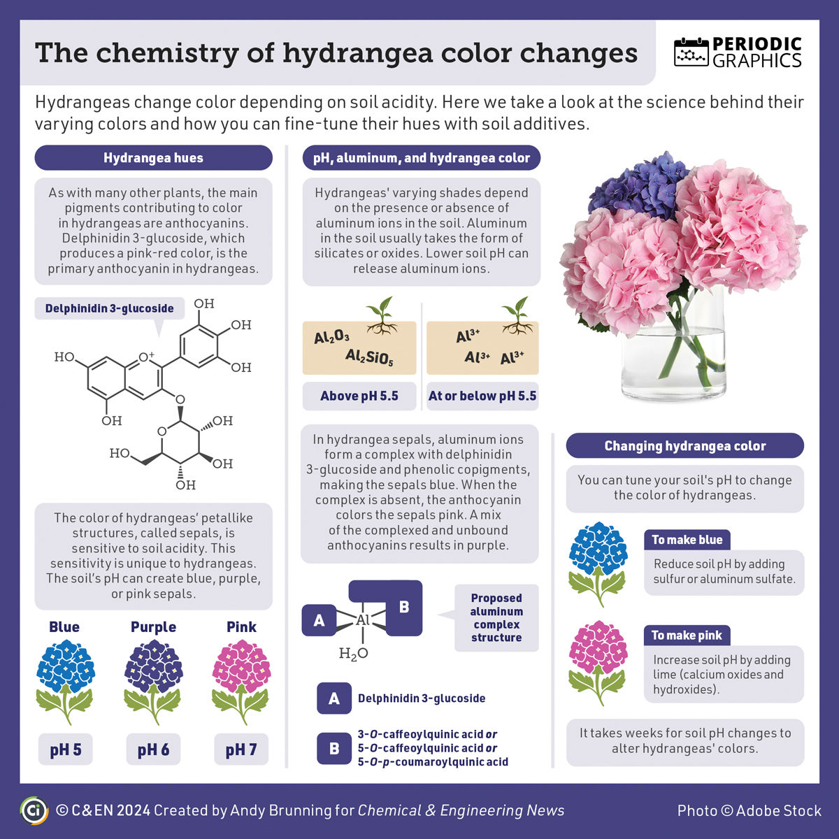 Learn about the chemistry of hydrangea color changes, and how you can fine-tune their hues with soil additives in the latest edition of #PeriodicGraphics: cen.acs.org/environment/Pe…