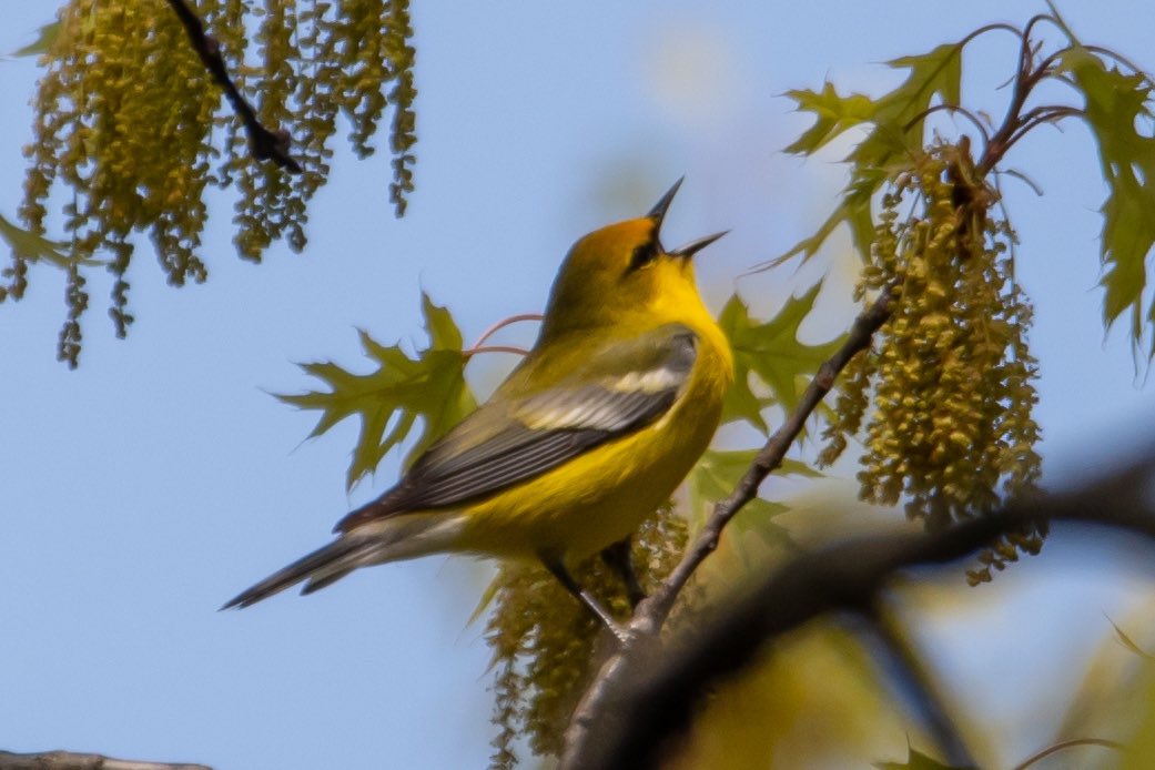 We saw this sweet blue winged warbler in the ramble this morning. #birding #birdwatching #centralpark #birdcpp