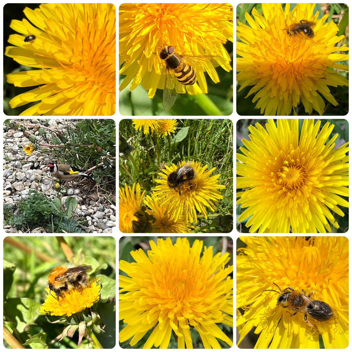 For the #InternationalDayoftheDandelion let’s hear it for the humble dandelion, so beautiful and just so full of life! Leave a few in your garden & wildlife will love you for it 💛 #wildflowerhour #DandelionChallenge