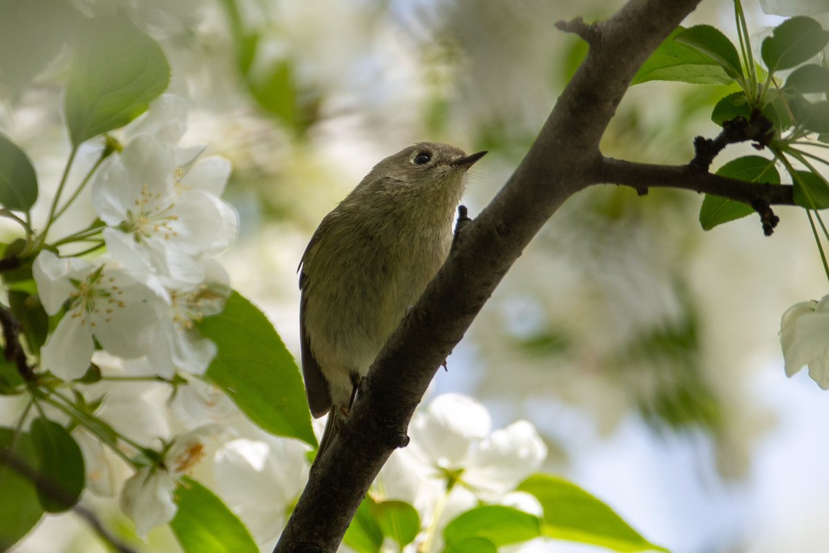 Also in Central Park this morning, a yellow and yellow rumped warbler by Belvidere Castle, a hermit thrush and Ruby crowned kinglet in the ramble. We also saw a male rose breasted grosbeak above the feeders but my pic is blurry. #birding #birdwatching #CentralPark #birdcpp