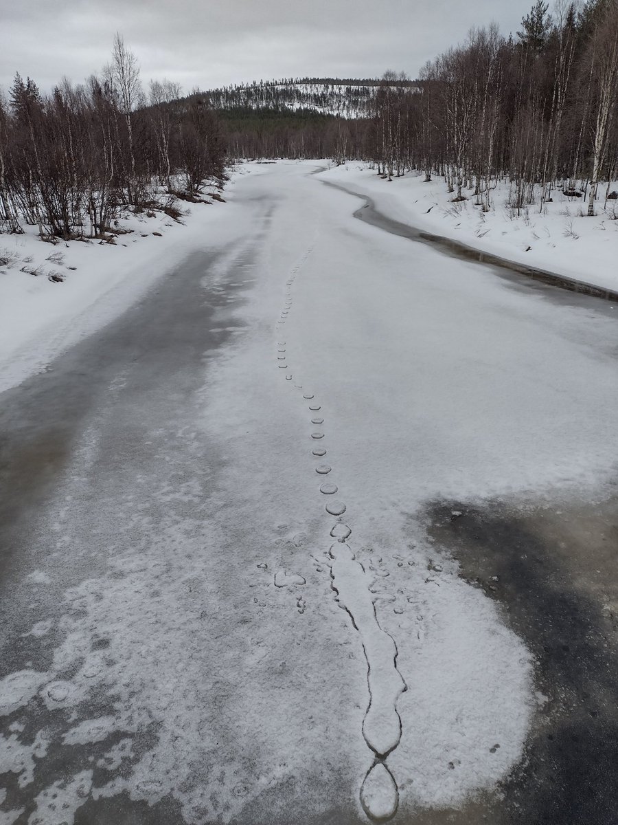fox tracks infixed on the snow covering the river ice once it's started to melt. #interesting
