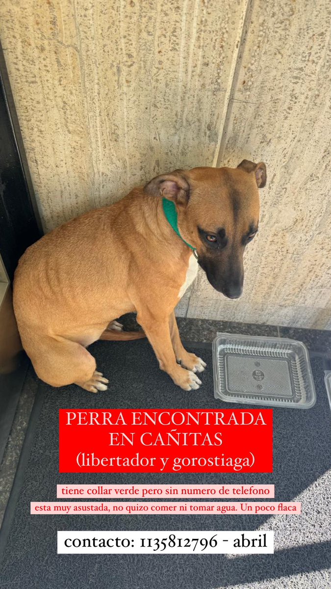 abrillsa's tweet photo. aparecio esta perra perdida en cañitas, palermo. Tiene collar verde pero sin numero. La estoy reteniendo, contacto: 1135812796 . Porfi ayudenme a encontrar su familia 🙏🏼🙏🏼 https://t.co/SABxiumi3Z