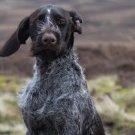 🆘27 APR 2024 #Lost PHES #ScanMe YOUNG Brown/White German Wirehaired Pointer Female St Leonard’s #Hastings East Sussex #TN38 doglost.co.uk/dog-blog.php?d…