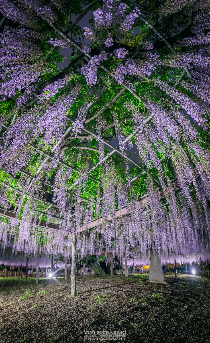 埼玉が誇る推定樹齢450年が魅せる、加須市玉敷神社にある圧巻の百畳敷き大藤ライトアップ