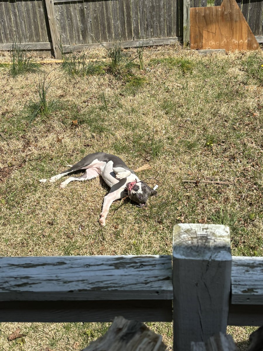 kuykendall_toby's tweet photo. Koba is obsessed with sticks https://t.co/jlPs0rZEM2