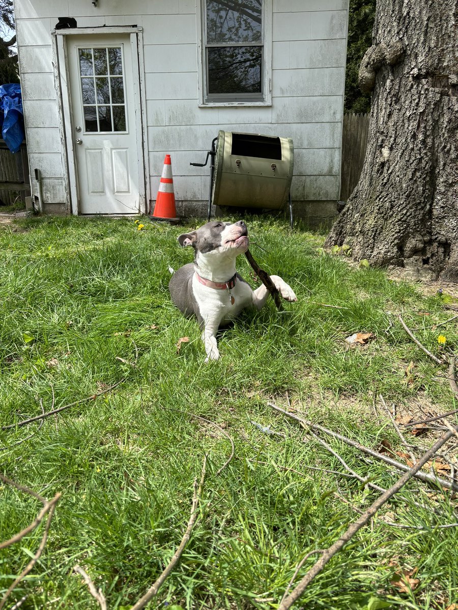 kuykendall_toby's tweet photo. Koba is obsessed with sticks https://t.co/jlPs0rZEM2
