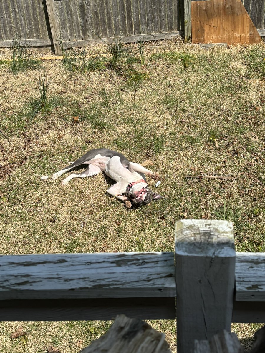 kuykendall_toby's tweet photo. Koba is obsessed with sticks https://t.co/jlPs0rZEM2
