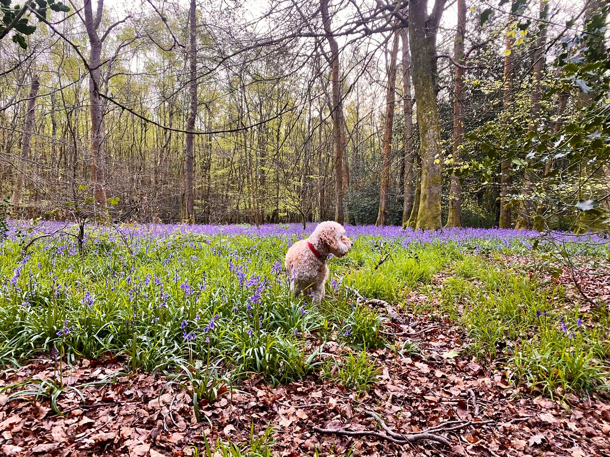 Em_Garratt's tweet image. 4 weeks of running miles = 49 to add to my total. 223 YTD 🏃‍♀️🐶🐶 Glorious bluebells last week and a stunning rainbow the week before. Now if the weather fancies pulling itself together after yet another cold soaking today, that would be super! ☔️ #NHS1000miles #whereisspring