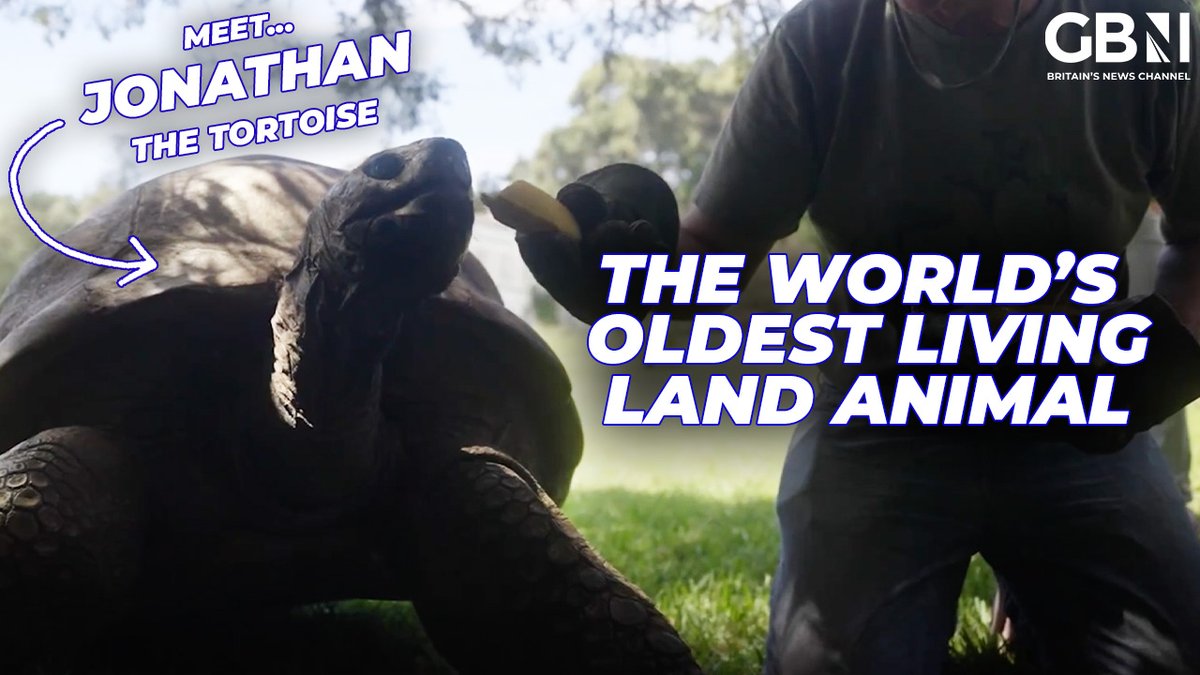 192-Year Old Tortoise named Jonathan is the world’s oldest living land animal 🐢 'He met King George VI, and has the sweetest temperament' 📺 Meet Jonathan: youtu.be/Qgzf-ZjZbqM