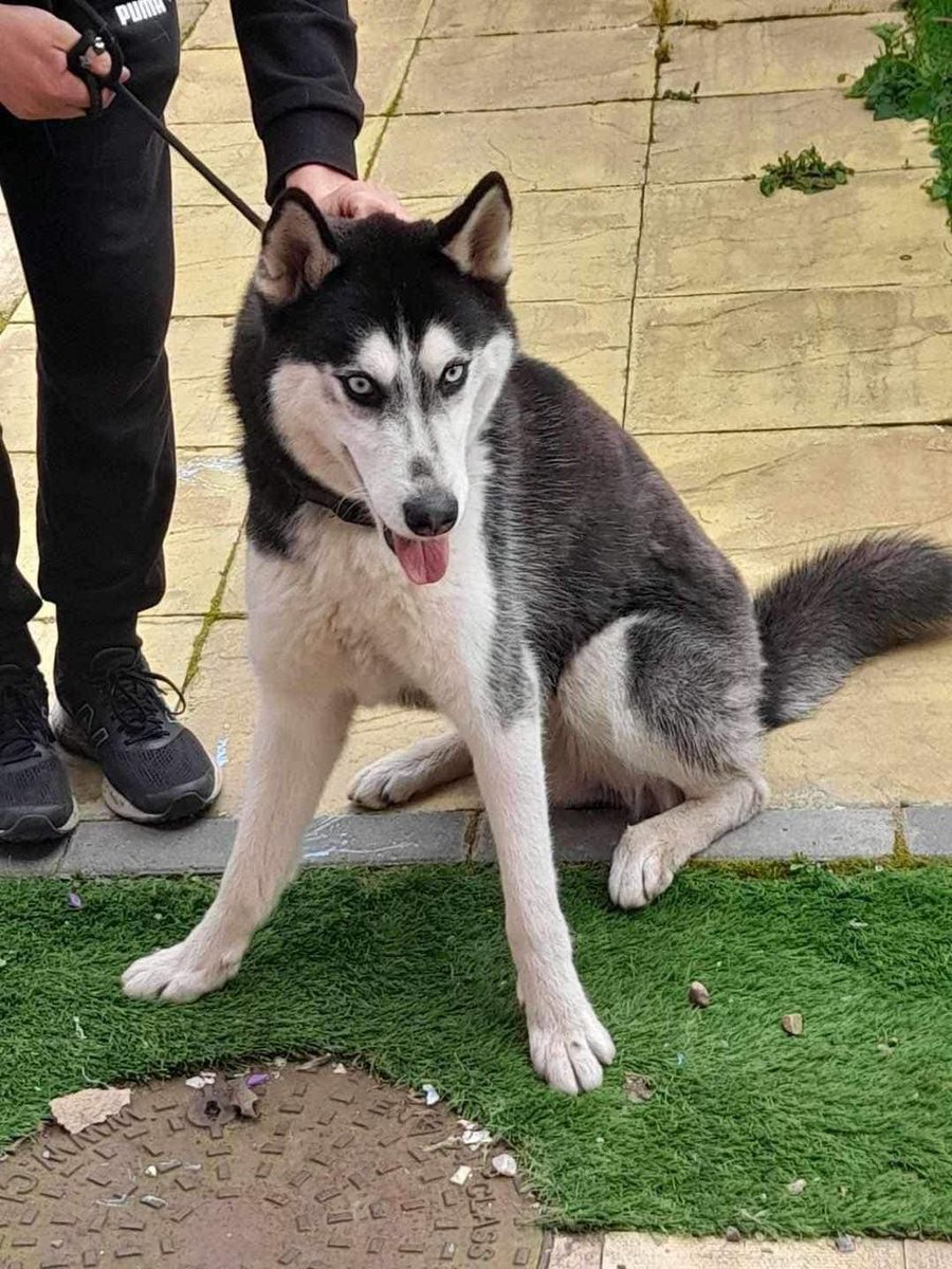 Please retweet, could you foster or adopt a Husky? - May be able to re home nationally. 'WE ARE DROWNING IN DOGS 💔This poor dog has been bounced about all over the place, tonight we have received lots of messages and alerts that he is now about to be abandoned at a train