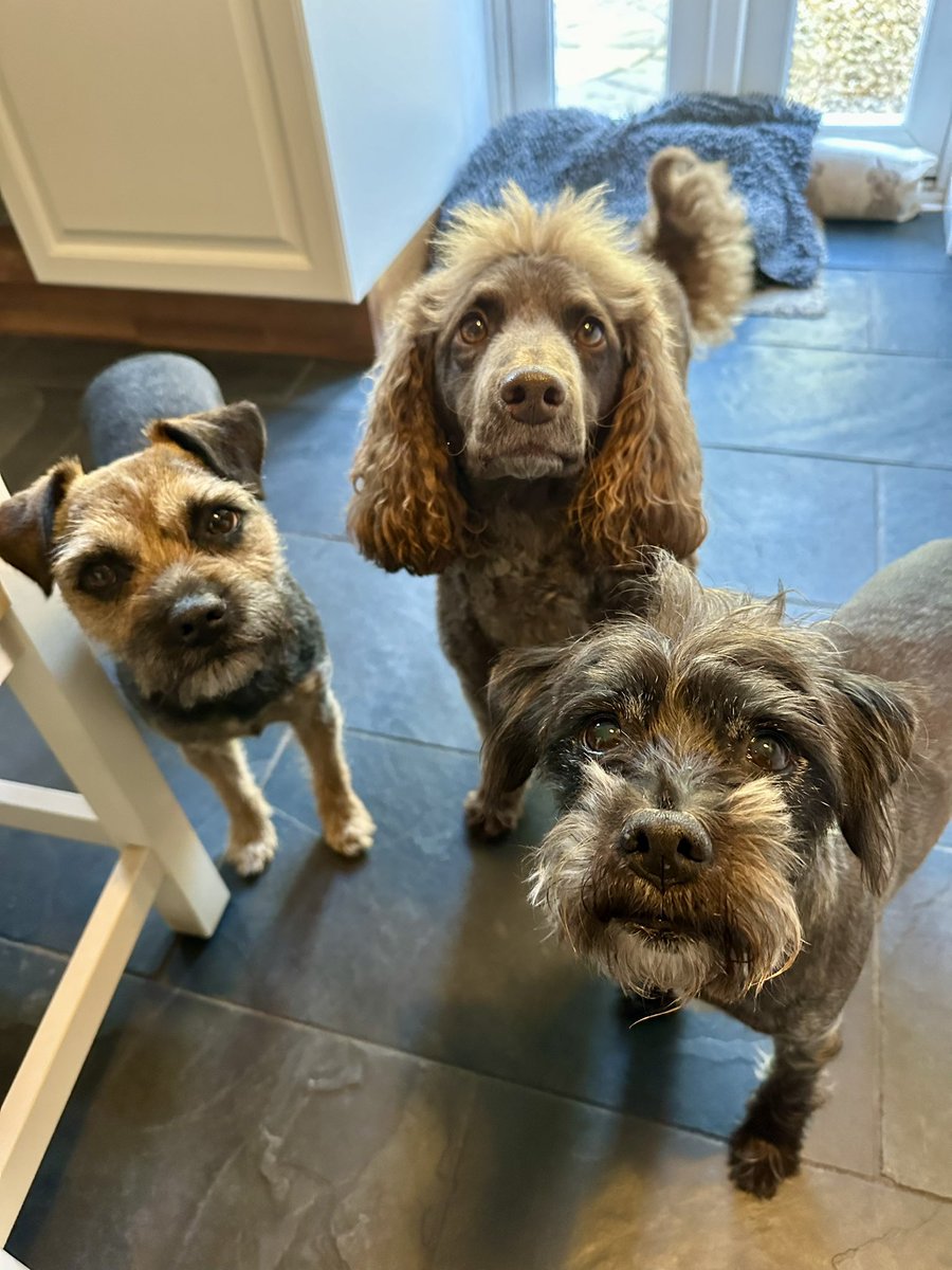 Any chance of any gravy off your plate, mom? #BTPosse #borderterrier #afters #doggytreats