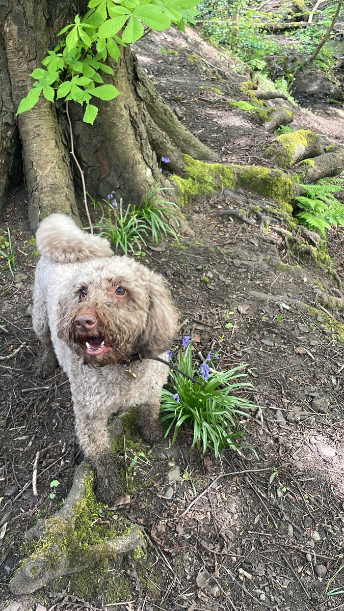 karenohara76's tweet photo. Just a Cockapoo enjoying his weekend before going back to work @MostonFieldsPS on Monday #lifeofmurphy #weekendvibes #cuckoo https://t.co/HhGQYuCq5m