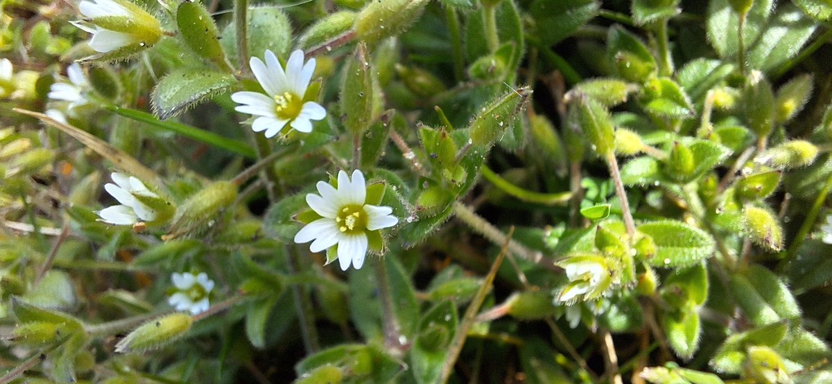 A couple of odd pavement flowers . A Cornsalad from Ottery SM and a Mouse-ear from Eastbourne prom. Small but attractive.  #wildflowerhour