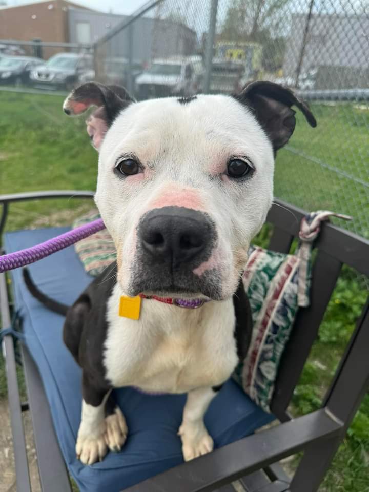 My name is Ronan! I am pretty new at the kennel and the staff/volunteers are still getting to know me, but here is some basic information: I'm about 1 year old and currently weigh 40 lbs. I am sweet, 
 www.tinyurl./meetacitydog