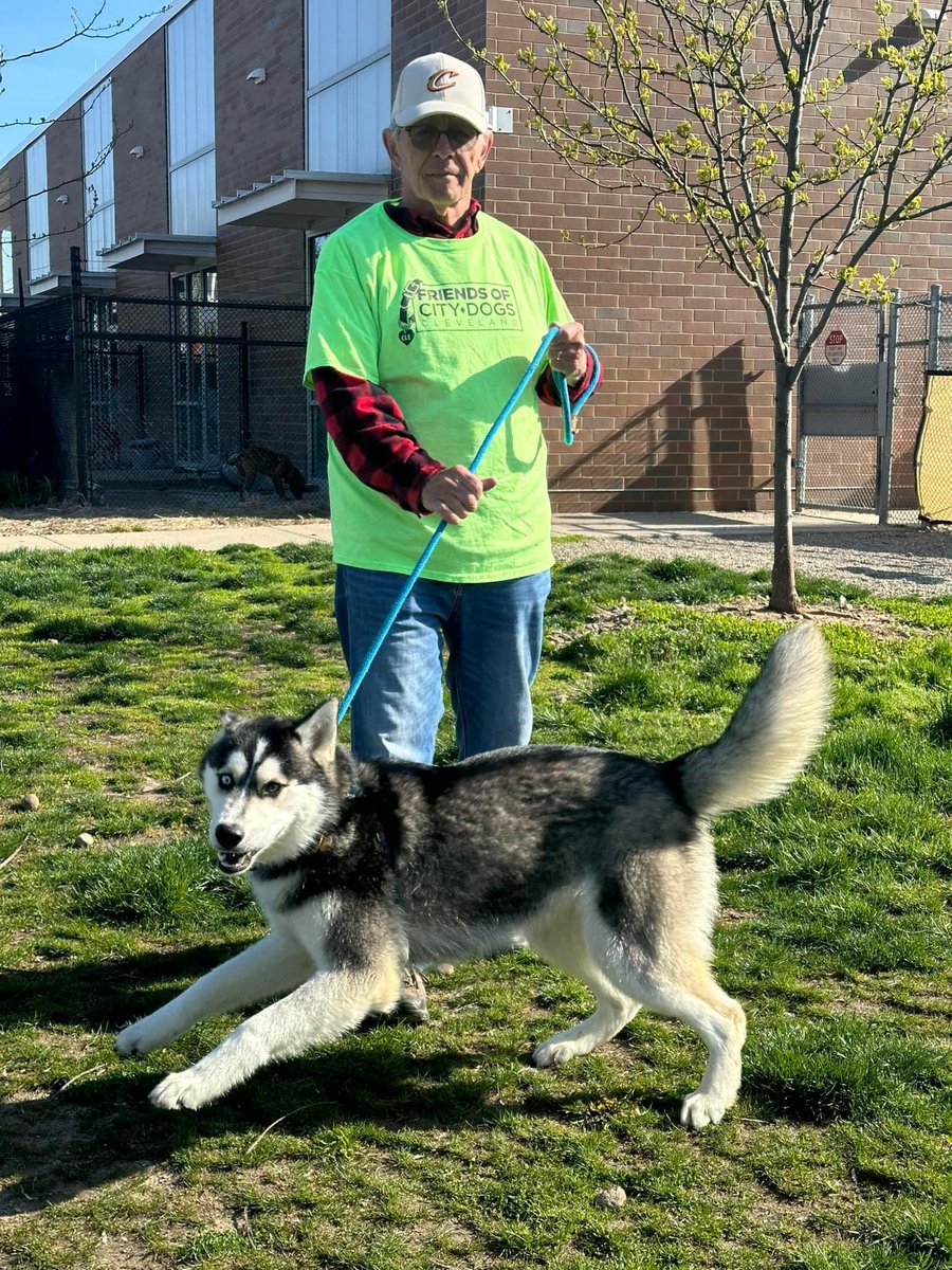 🎉A huge congratulations to volunteer Barry who recently walked his 1,000th dog! As a Husky fan, it was fitting that his milestone walk was with Nanook! From all of us at City Dogs, thank you Barry! 👏 If you're a Husky fan too, visit tinyurl.com/meetacitydog to meet Nanook! 🐾😊