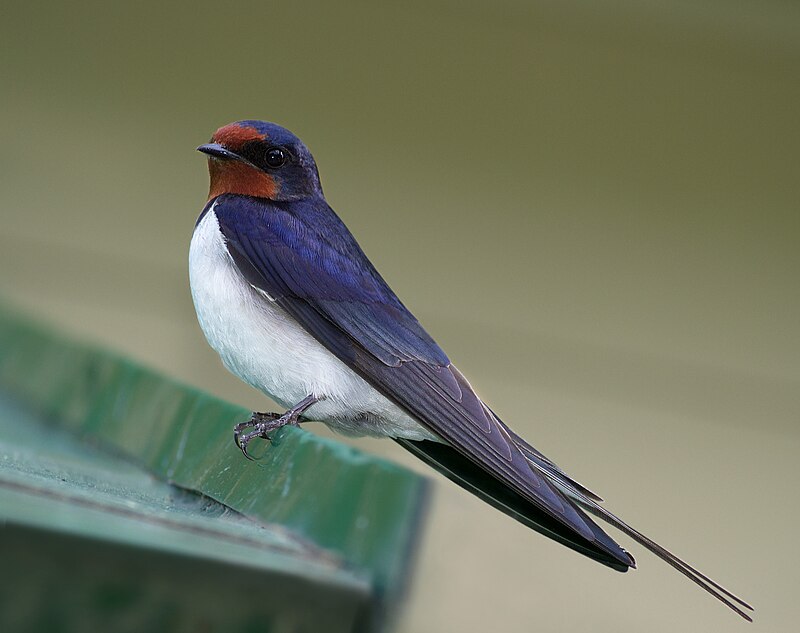 ragabonz's tweet photo. The Swallows have arrived! https://t.co/IlY8n9VMz2