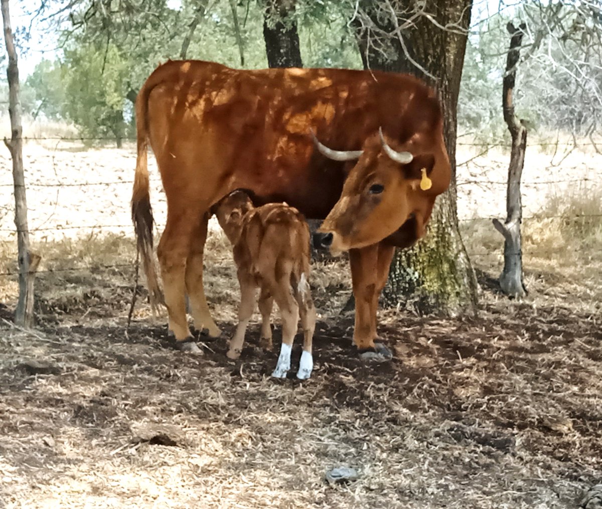 JAGNecoechea's tweet photo. Qué intenso es el instinto maternal !!
@GanaderoLaGasca https://t.co/4pAPPgovbT