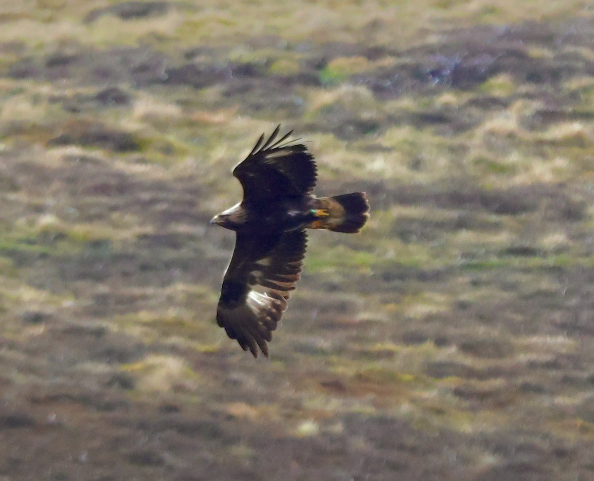 Watched this Golden Eagle hunt, catch (didn’t see this bit, it was over the brow of the hill) and eat a rabbit today. Will never tire of seeing these birds.